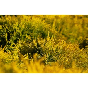 Goldgelbe Thuja 'Amber Glow' Heckenpflanze, 20-25 cm hoch.