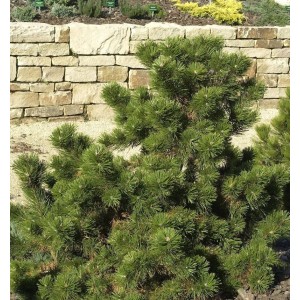 Strauchkiefer Gnom (Pinus mugo) im Garten, dichte, grüne Nadeln.
