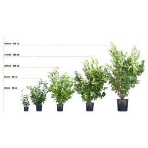 Kirschlorbeer 'Ani', verschiedene Größen im Topf, von klein bis groß, als Heckenpflanze oder Kübelpflanze.