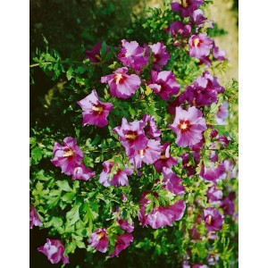 Garten-Eibisch 'Russian Violet' mit violetten Blüten und grünen Blättern.