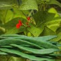 Frische grüne Prunkbohnen mit Wassertropfen, rote Blüten und Blätter der Feuerbohnenpflanze. Gemüsesamen.
