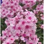 Nahaufnahme der rosa Flammenblume 'Landhochzeit' (Phlox paniculata), eine dekorative Staude.