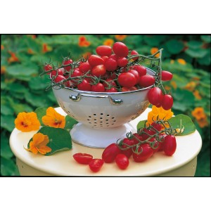 Kiepenkerl Tomate Mirado Red in Schüssel, rote Pflaumentomaten auf Tisch mit Kapuzinerkresse.