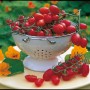Kiepenkerl Tomate Mirado Red in Schüssel, rote Pflaumentomaten auf Tisch mit Kapuzinerkresse.