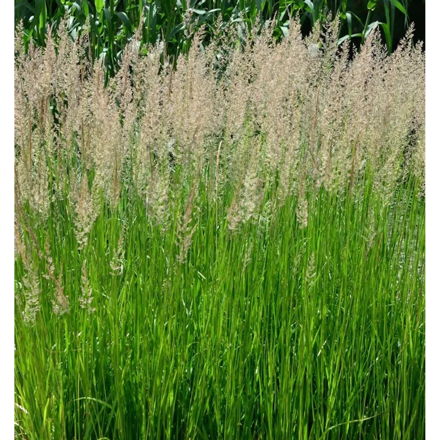 Fasanenschwanzgras - Anemanthele,essoniana