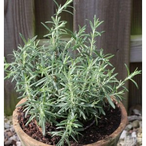 Rosmarin - Rosmarinus officinalis