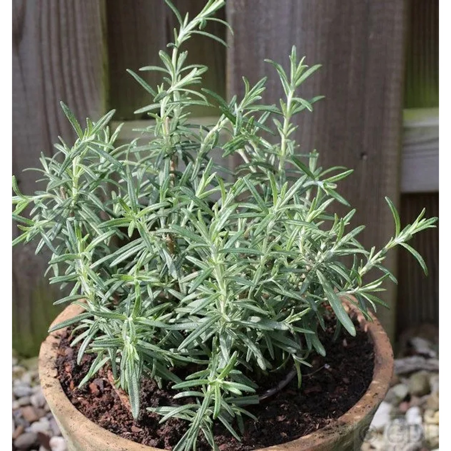 Rosmarin - Rosmarinus officinalis