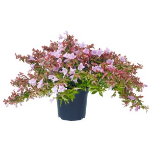 Abelie Lynn Pinky Bells im Topf: Zierstrauch mit rosa Blüten und grün-rotem Laub.