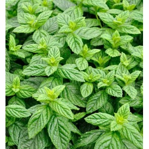 Grüne Minze (Mentha spicata) mit frischen, grünen Blättern. Staude für Garten und Balkon.