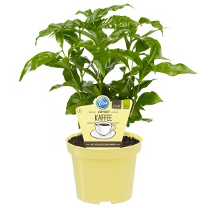 Blu Kaffeestrauch im Topf, ca. 12 cm Ø, mit grünen Blättern. Zimmerpflanze oder für draußen.