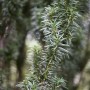 Detailaufnahme einer Taxus baccata 'Fastigiata' Heckenpflanze mit dichten, grünen Nadeln.