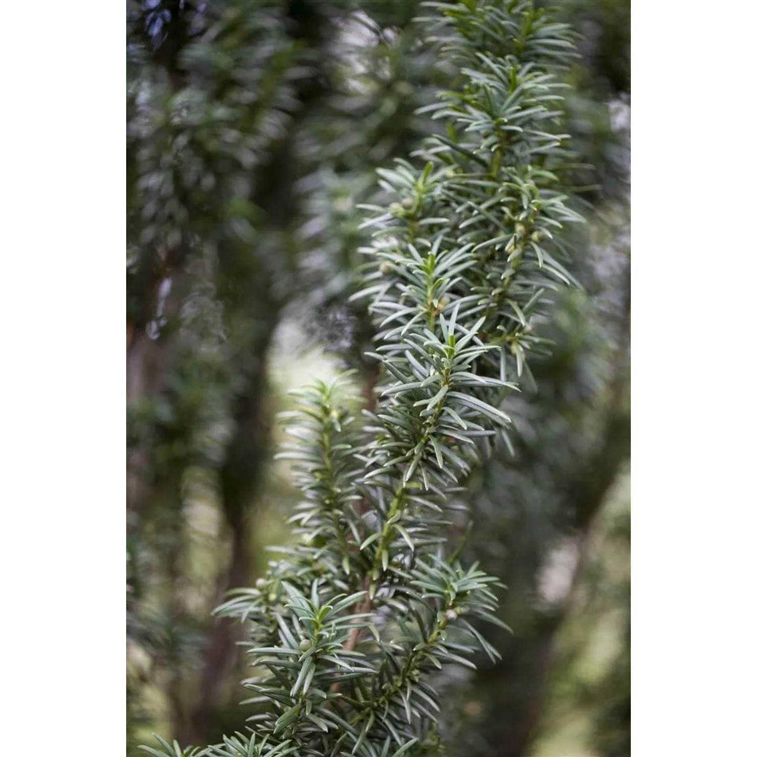 Detailaufnahme einer Taxus baccata 'Fastigiata' Heckenpflanze mit dichten, grünen Nadeln.