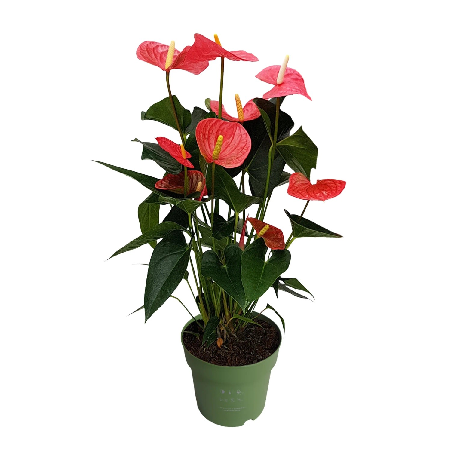 Plant In A Box Flamingoblume Anthurium 'Maine Pink' Höhe 55cm Ø17 Rosa