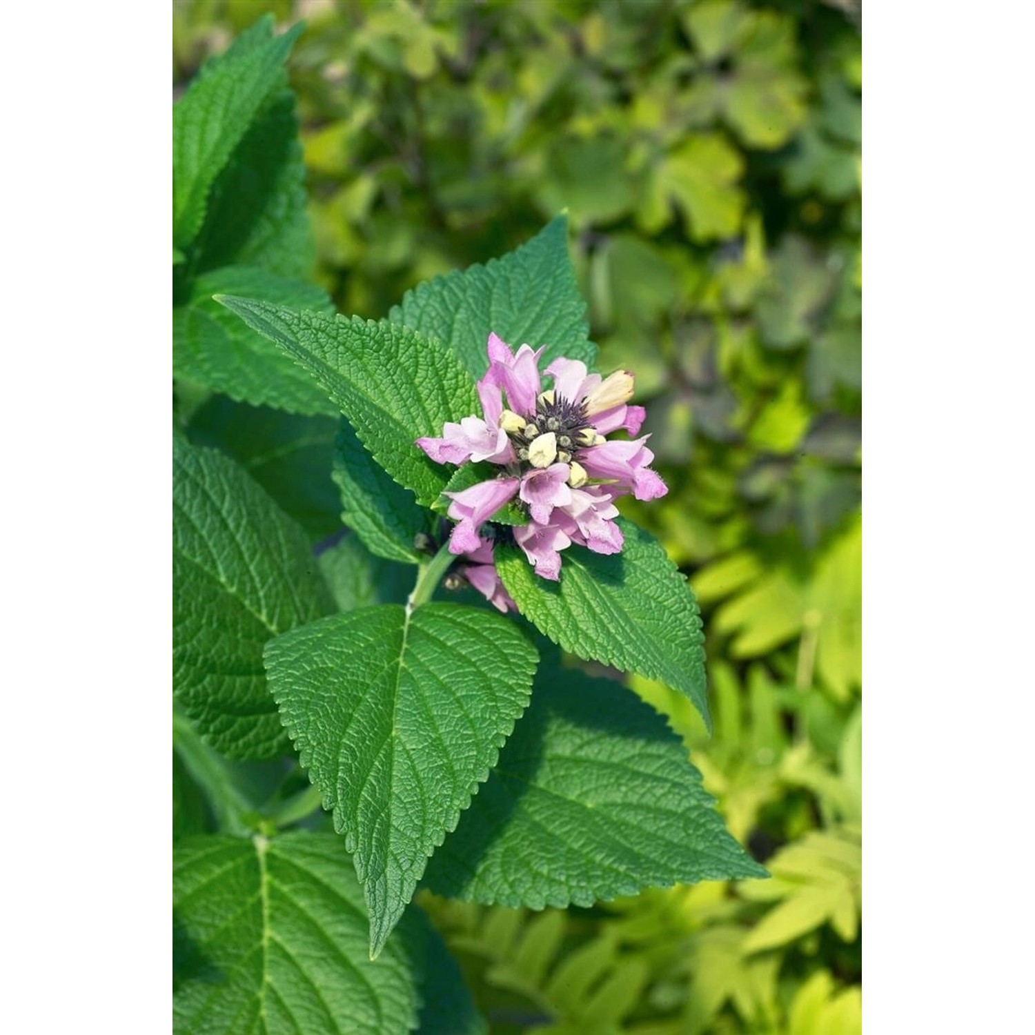 Japanische Katzenminze 'Sweet Dreams' im 9x9 cm Topf mit rosa Blüten und grünen Blättern.