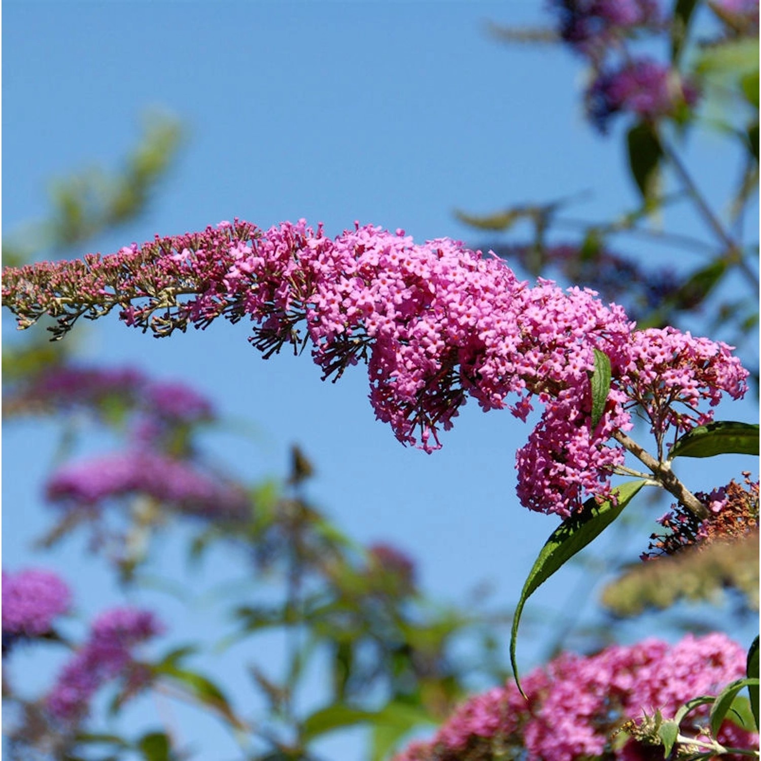 Sommerflieder Pink Panther 60-80cm - Buddleja günstig online kaufen