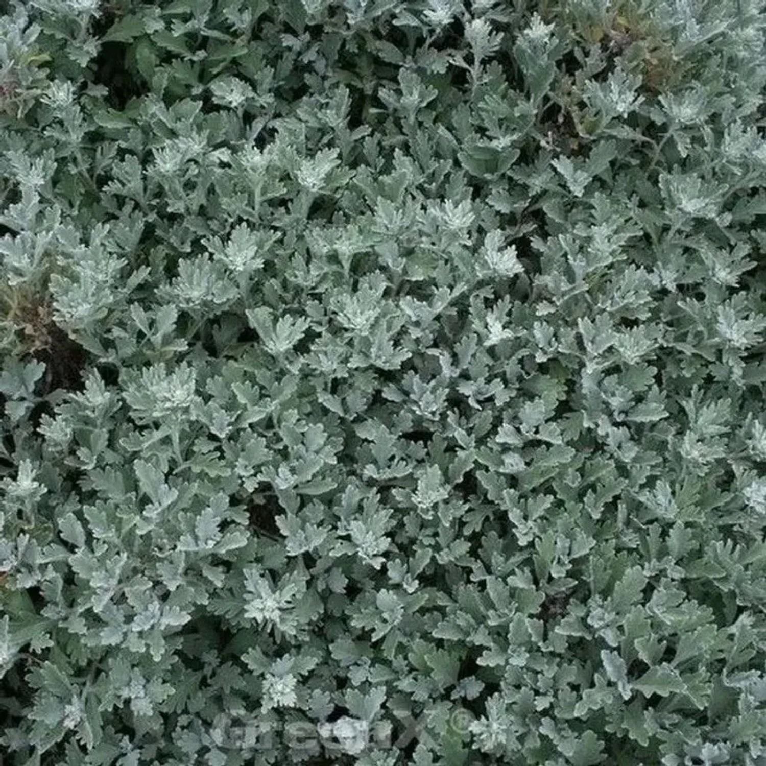 Gabelblatt  - Artemisia stelleriana