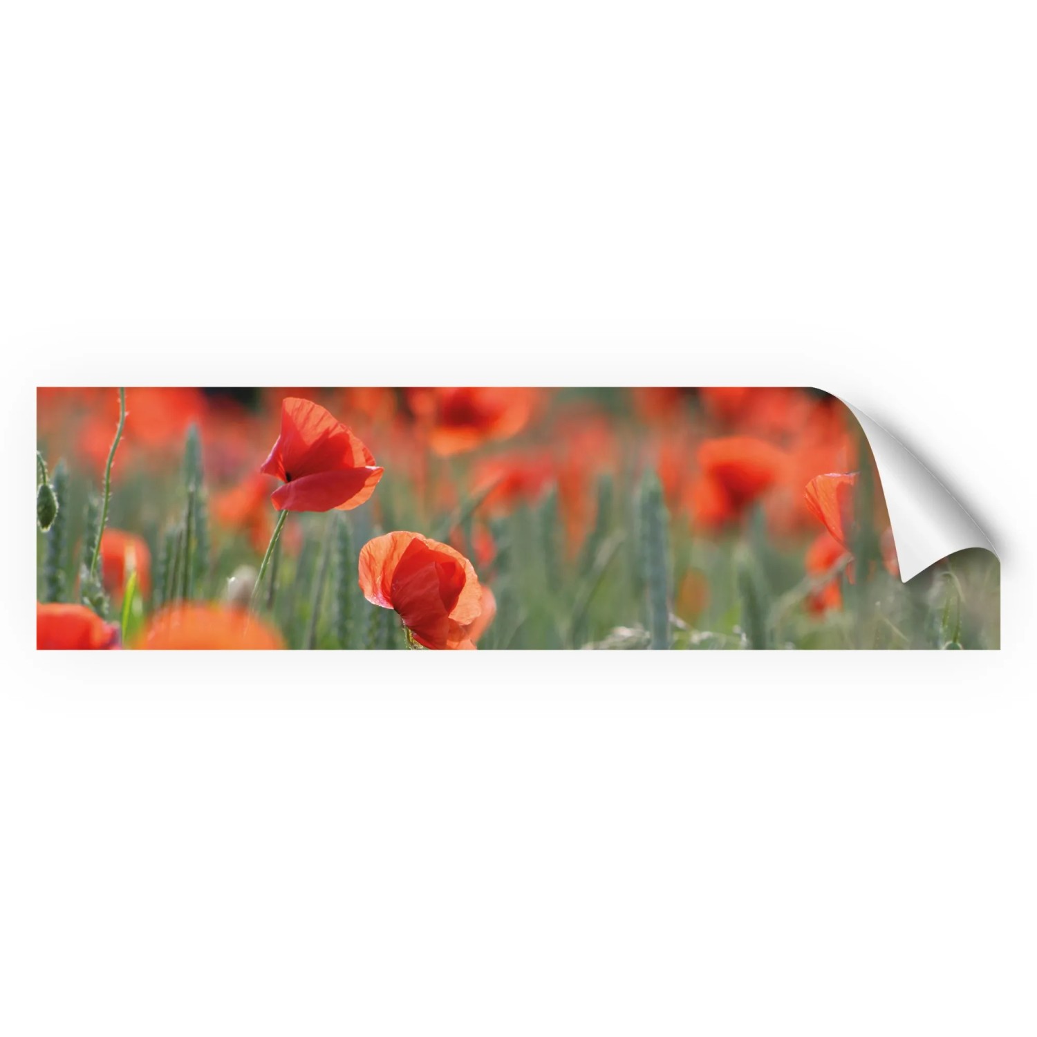 Myspotti Küchenrückwandfolie Mohn Selbstklebend 220 cm x 60 cm