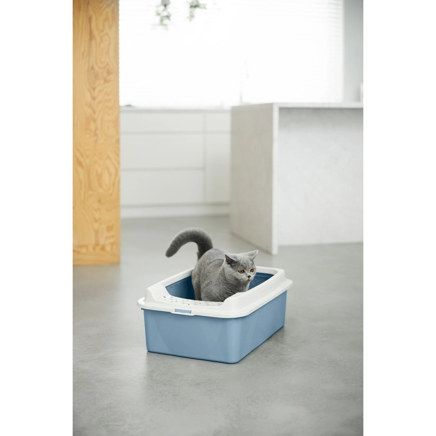 Horizontblaue Rotho Katzentoilette Eco Bonnie Tray M mit Katze.