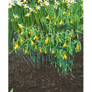 Großblütige Uvularie mit gelben Blüten im Beet, Stauden für halbschattige Standorte.