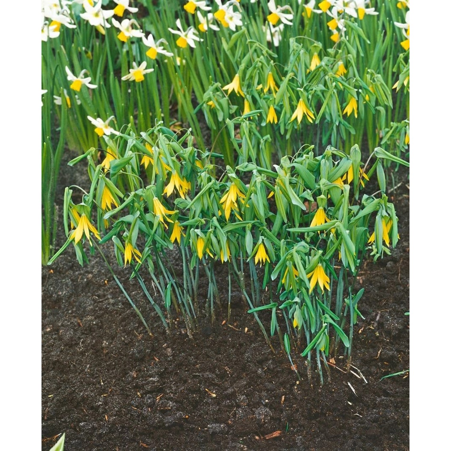 Uvularia Grandiflora Großblütige Uvularie Ca. 9x9 cm Topf günstig online kaufen