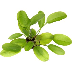 Dennerle Aquariumpflanze Echinodorus Dschungelstar 'Kleiner Bär' mit grünen Blättern.