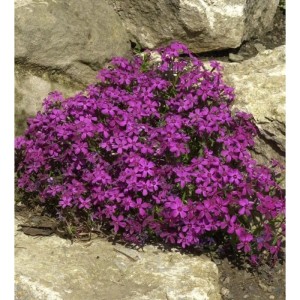 Teppich Phlox Temiskaming - Phlox subulata