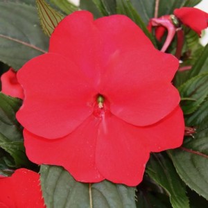 Nahaufnahme einer roten Edel-Lieschen Blüte (Impatiens Neu-Guinea) im 12cm Topf.