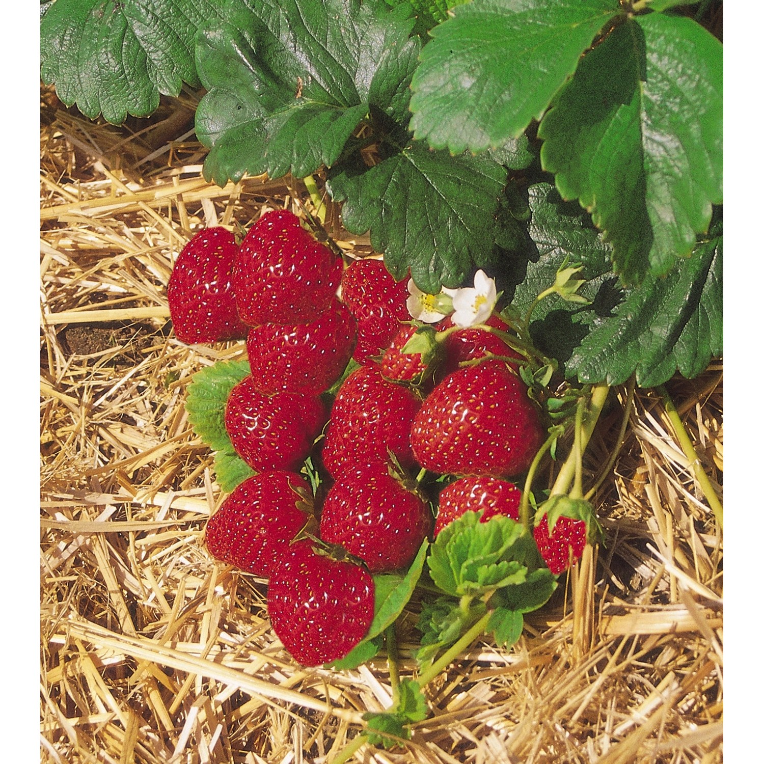 Erdbeerpflanze Mieze Schindler mit roten Früchten und grünen Blättern im Topf.