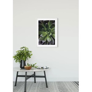 Komar Wandbild Succulent Single, 50x70 cm. Nahaufnahme einer grünen Sukkulente im weißen Rahmen.