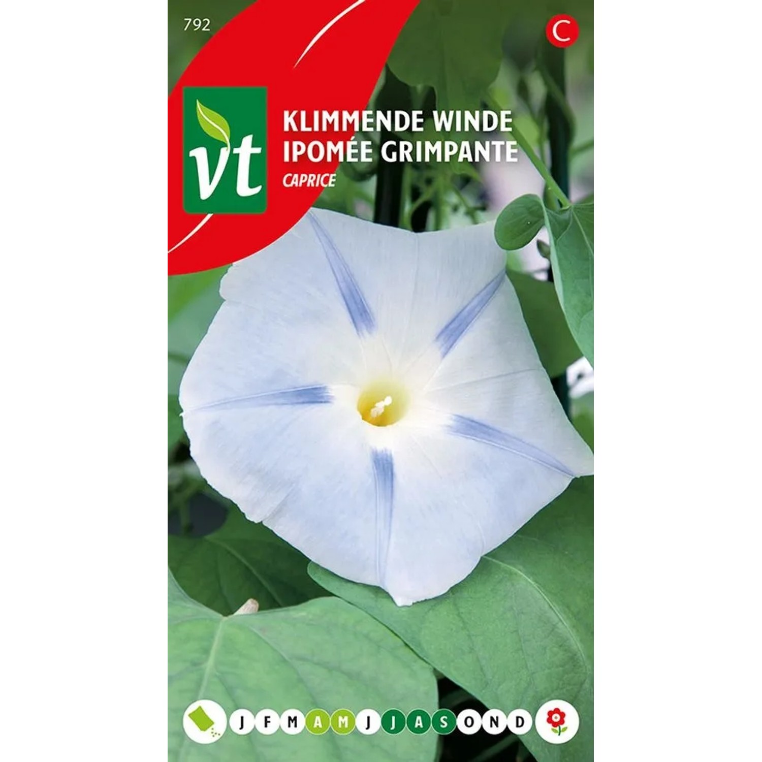 Prunkwinde 'Caprice' Samen Ca. 0,75 g Bunte Blüten