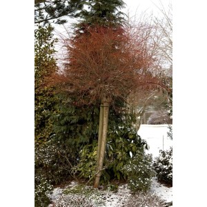 Japanische Weide 'Hakuro Nishiki' mit rosa-weißen Trieben im Wintergarten.