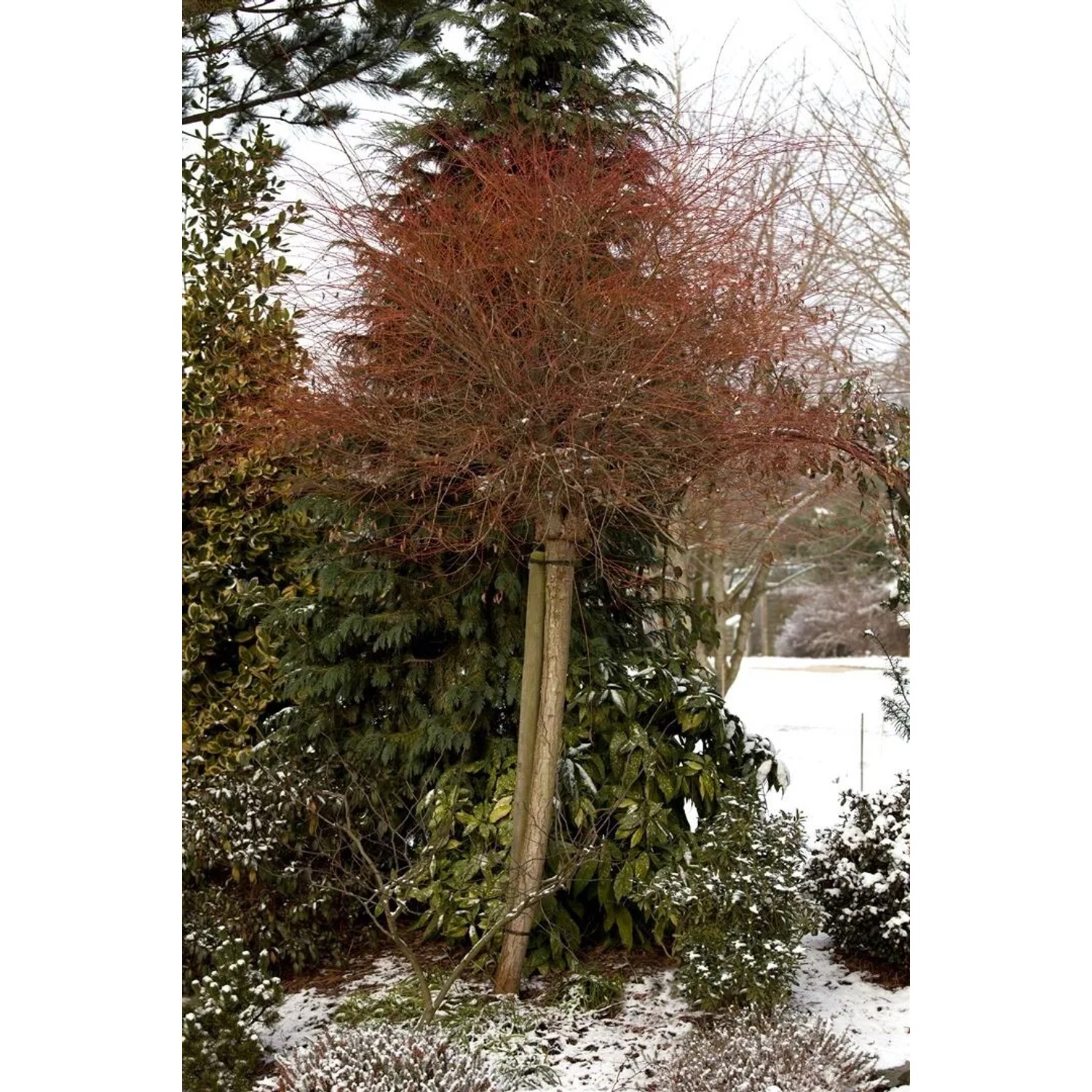 Japanische Weide 'Hakuro Nishiki' mit rosa-weißen Trieben im Wintergarten.