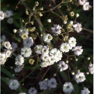 Nahaufnahme des weißen Riesenschleierkrauts 'Bristol Fairy'.