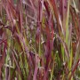 Detailaufnahme des roten Japanischen Blutgras (Imperata Cylindrica Red Baron) im 9x9 cm Topf.
