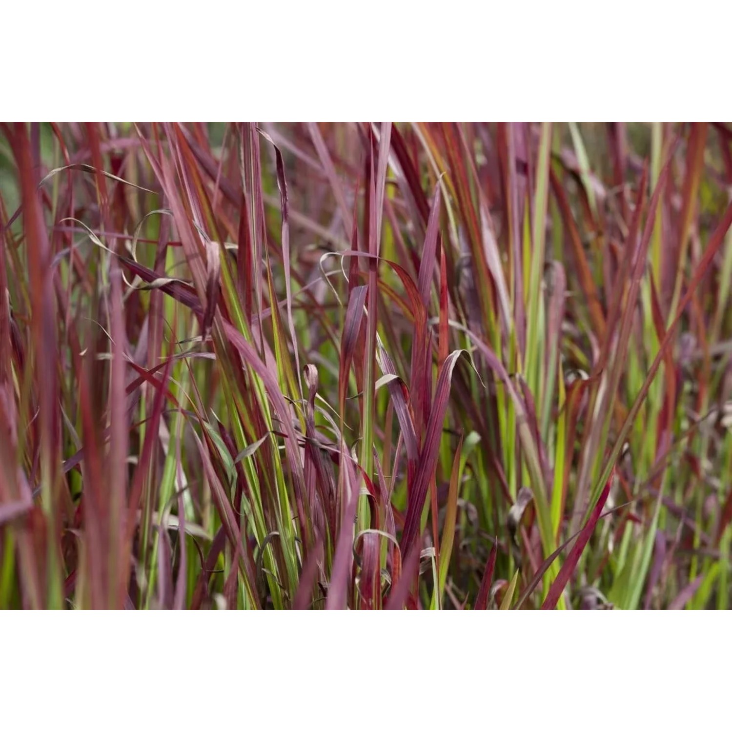 Pflanzen fr dich Japanisches Blutgras Imperata Red Baron 9x9 cm Topf  kaufen bei OBI