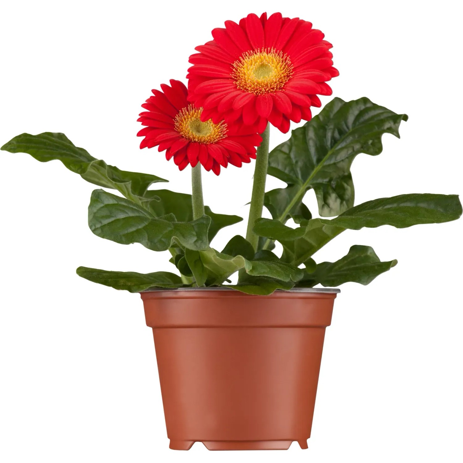 GROW by OBI Gerbera Pflanze 20-30 cm kaufen bei OBI