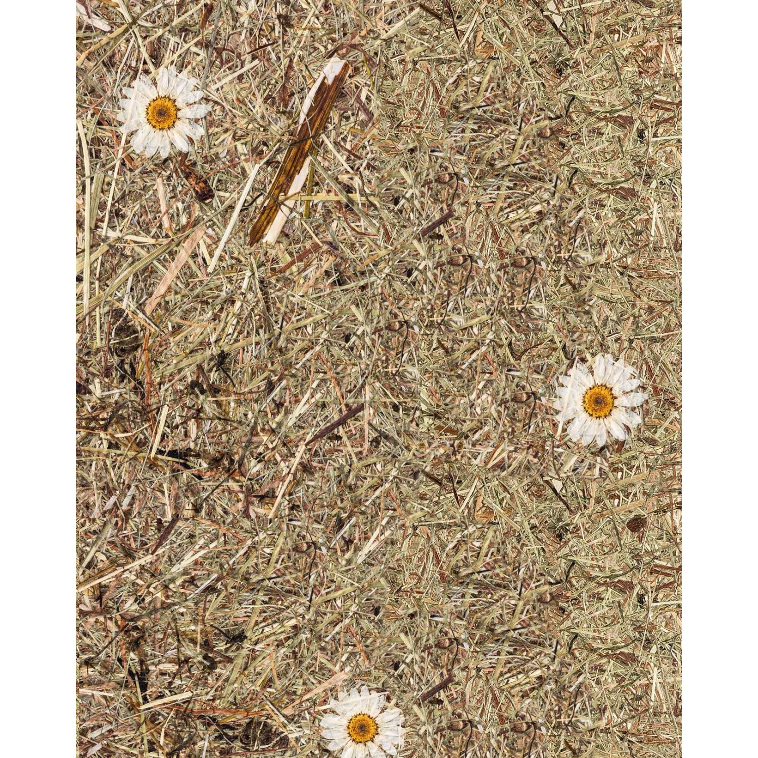 WALLFACE AL-11004 ALPINE WHITE DAISY selbstklebende Tapete Almwiesen-Dekor günstig online kaufen
