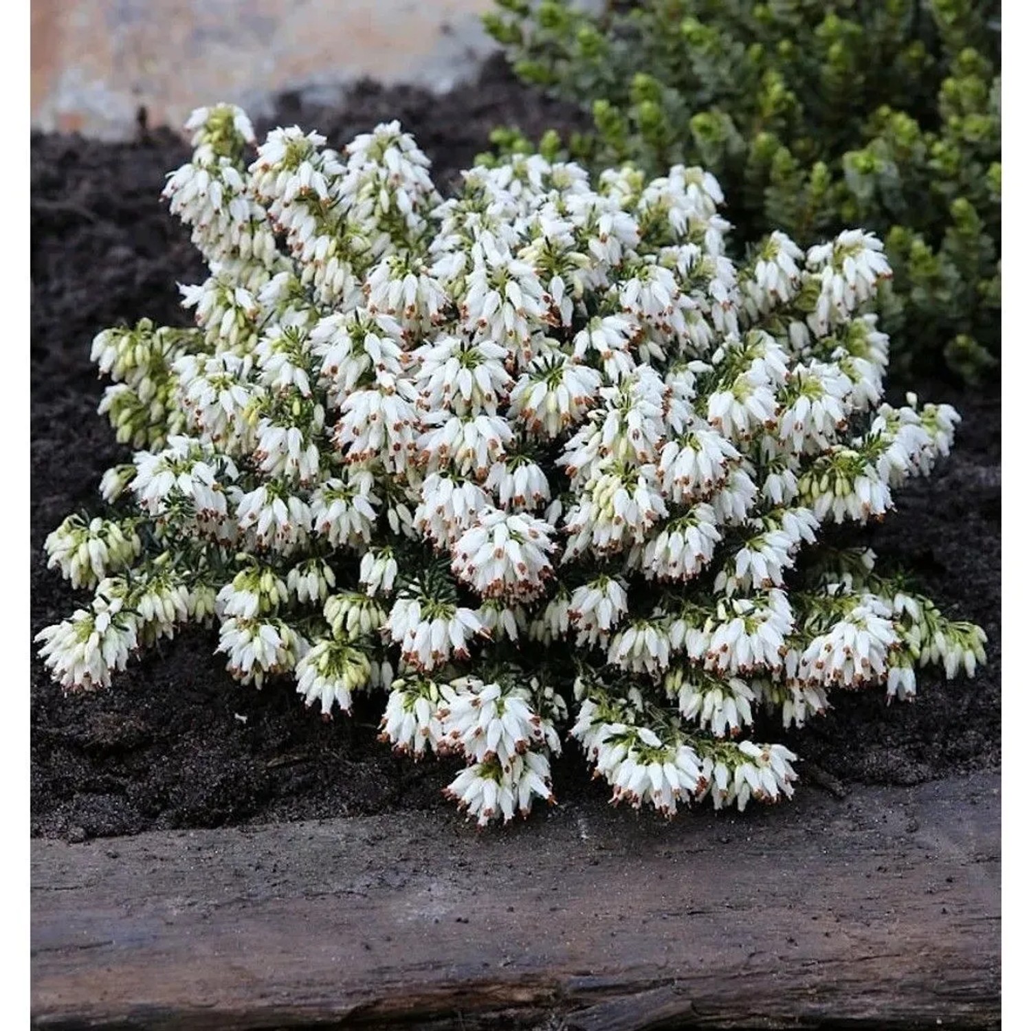10x Winterheide Kathy - Erica carnea