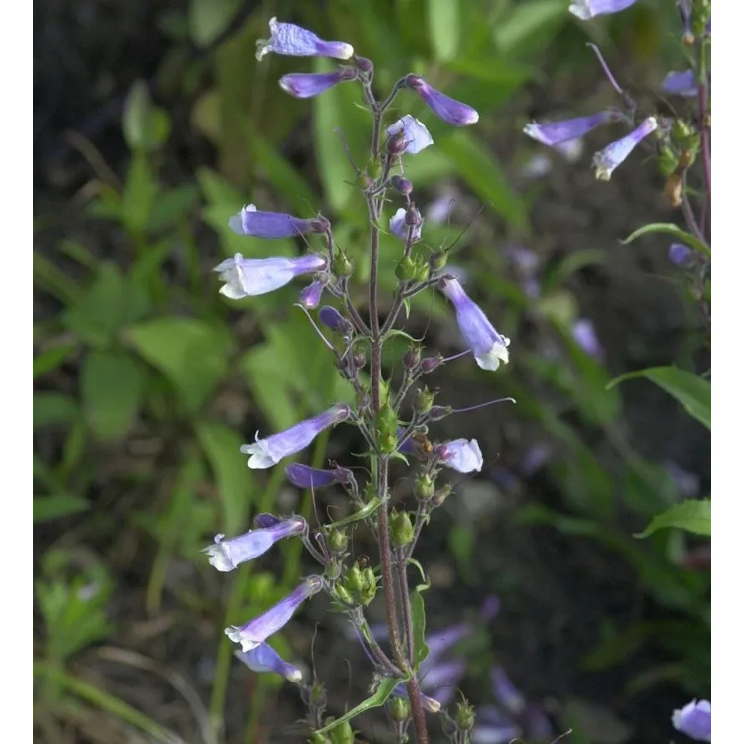 verschiedenblättriger Bartfaden Züriblau - Penstemon heterophyllus