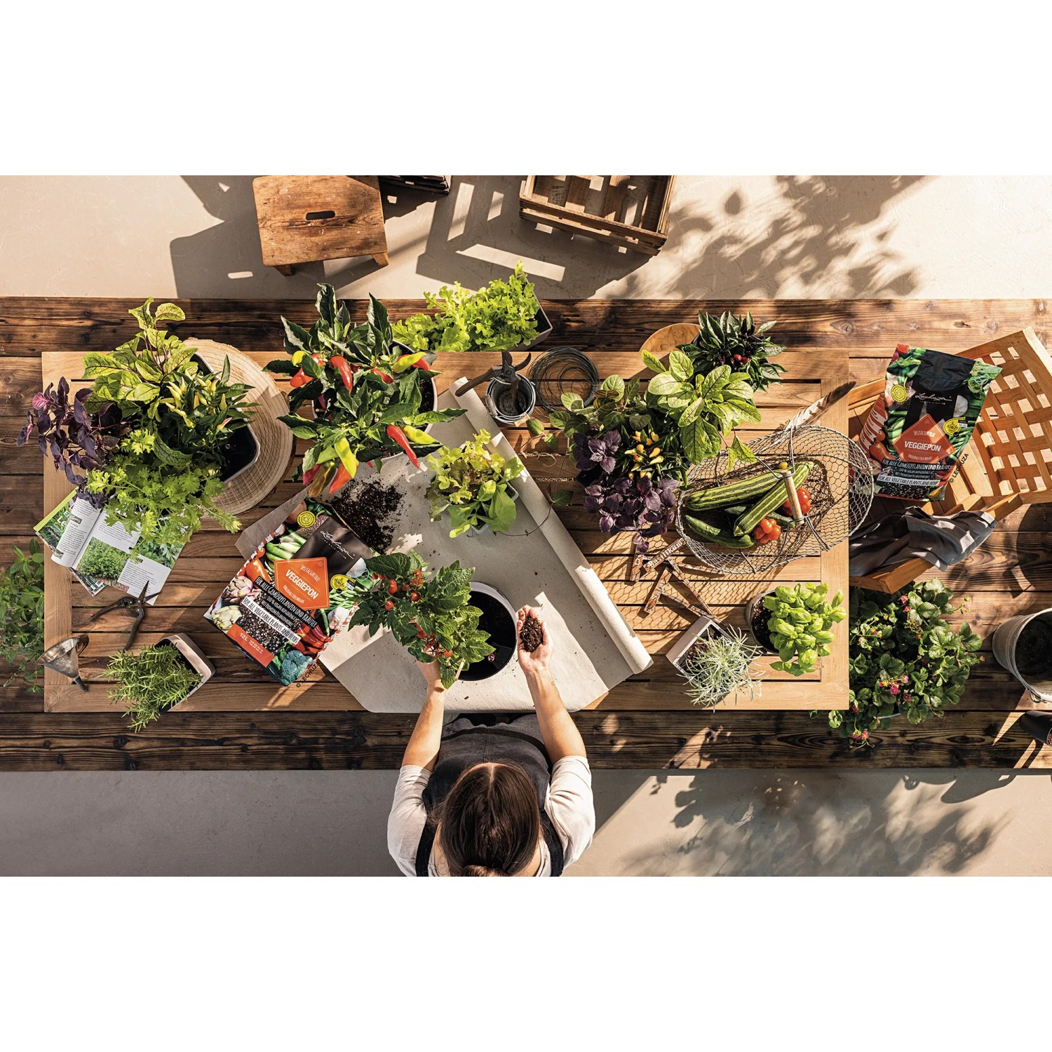 Pflanztisch mit Gemüse, Kräutern und Lechuza Veggiepon Pflanzsubstrat (12L) für Gemüse und Obst.