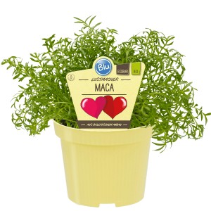Blu Maca im Topf (Ø 12cm): Winterharte Kräuterpflanze für Beet & Balkon, essbar und vitalitätssteigernd.