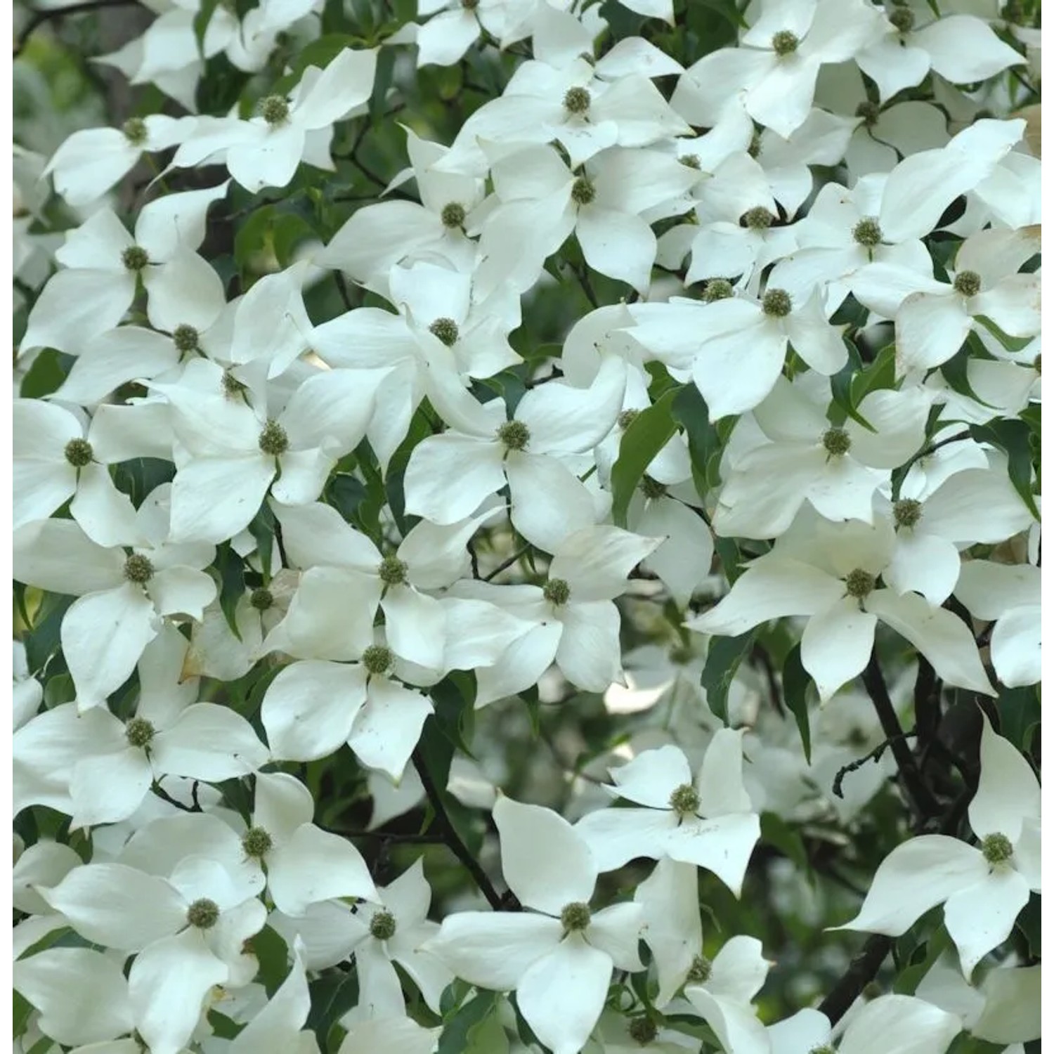 Blumen-Hartriegrl Stardust 100-125cm - Cornus