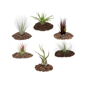 Exotenherz: Set mit 6 verschiedenen Tillandsien auf Lavasteinen.