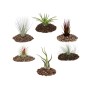 Exotenherz: Set mit 6 verschiedenen Tillandsien auf Lavasteinen.
