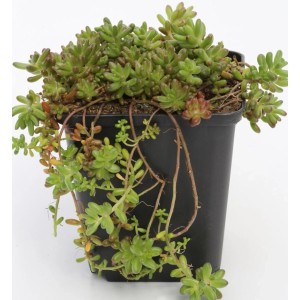 Niedriger Weißer Mauerpfeffer (Sedum album) im Topf, eine grüne Staude mit kleinen Blättern.