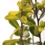 Nahaufnahme der goldgelben Blätter der Japanischen Stechpalme Ilex Crenata Golden Gem.
