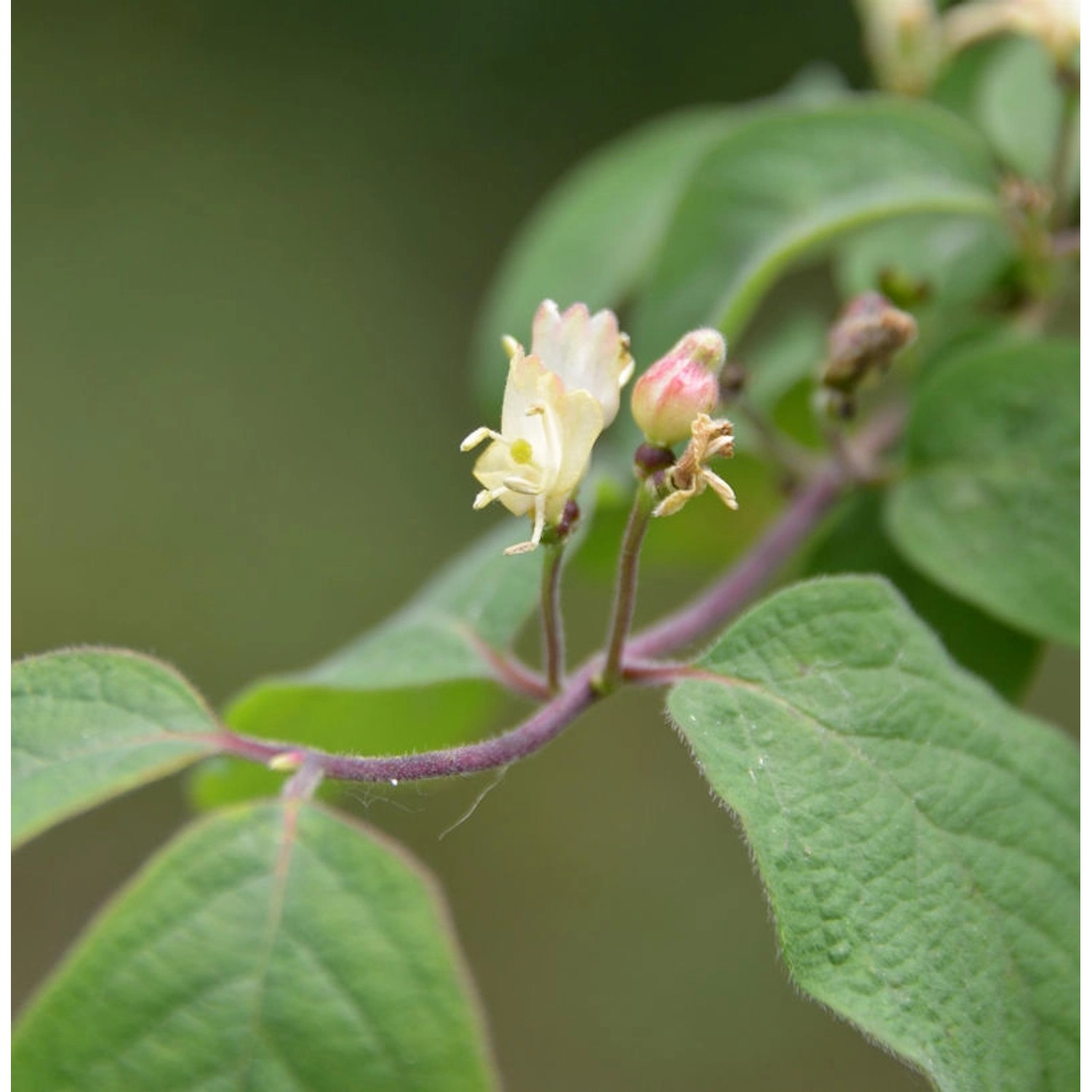 Heckenkirsche Claveys Dwarf 60-80cm - Lonicera xylosteum günstig online kaufen