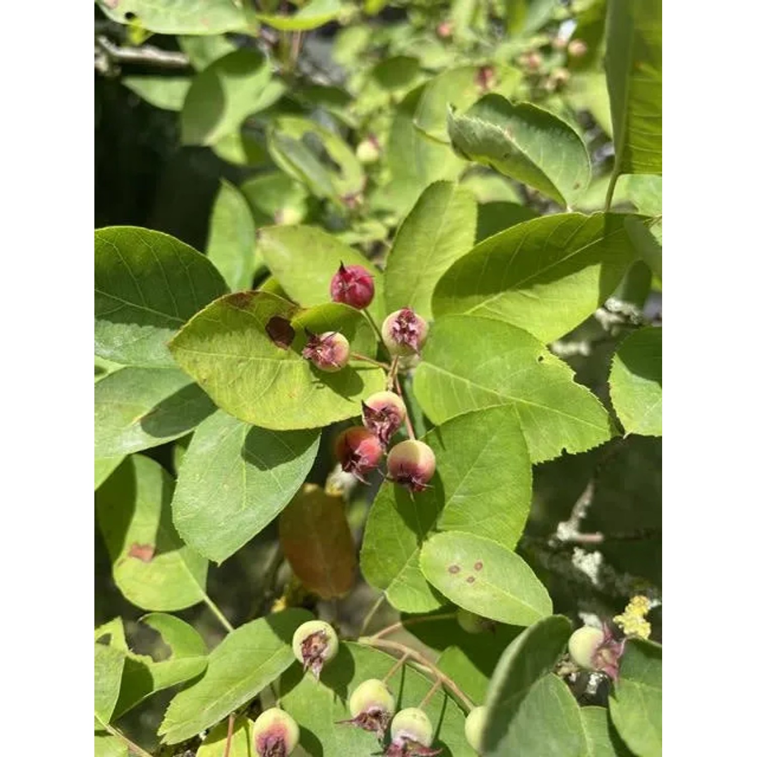 Kupfer-Felsenbirne als Topfpflanze mit grünen Blättern und roten Früchten.