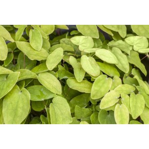 Rotes Elfenblümchen (Epimedium x rubrum) im 9x9 cm Topf, grüne Blätter, Staude für den Garten.