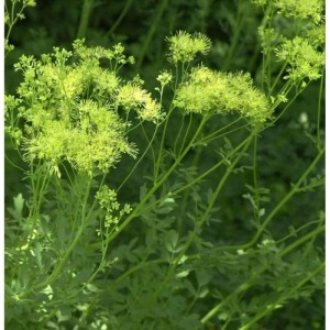 Gelbe Wiesenraute Staude mit filigranen Blütenständen im Detail.